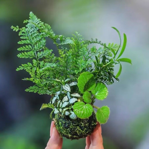 雅惠美园艺总汇水培苔藓微景观