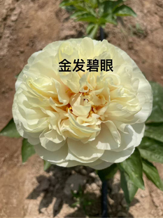 李春梅牡丹芍药，进口芍药花品种～金发碧眼，秋季裸根发货