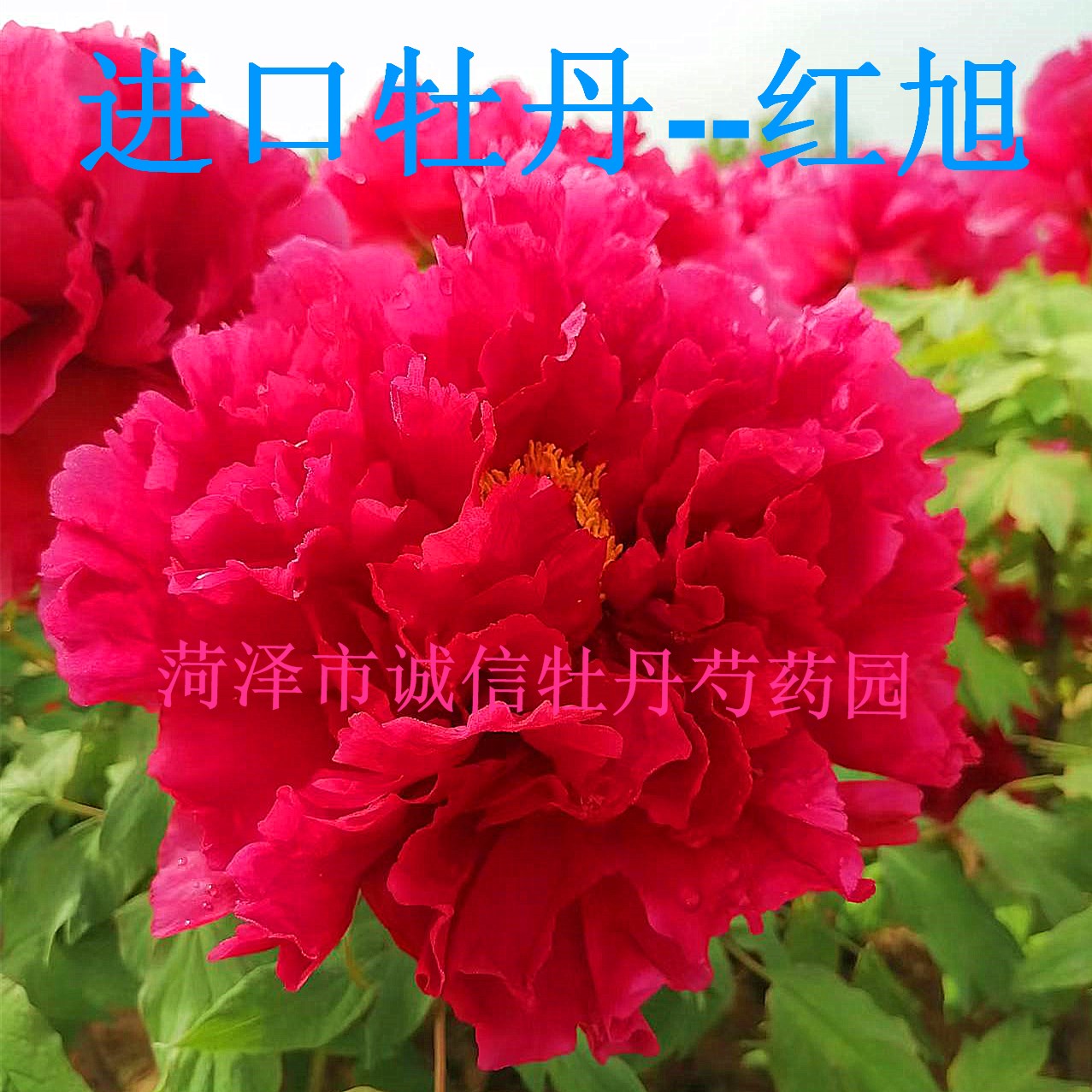 菏泽进口牡丹花苗（红旭）能盆栽能地栽，秋天发货