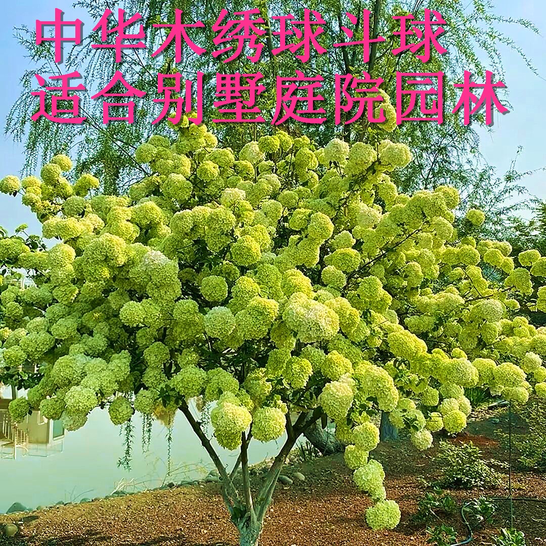 中华木绣球斗球，木本植物，适合别墅庭院，春天秋天带土球发货。