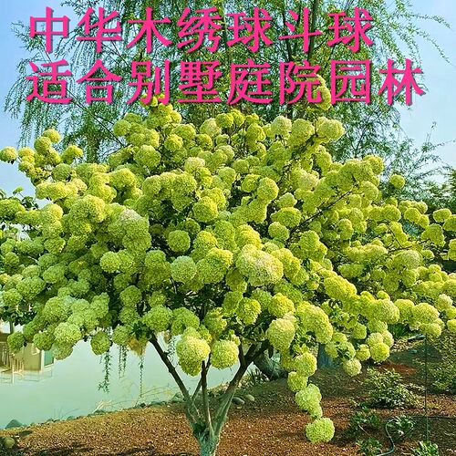 中华木绣球斗球，木本植物，适合别墅庭院，春天秋天带土球发货。