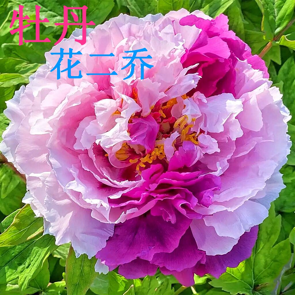 菏泽市诚信牡丹芍药园牡丹花苗【花二乔】秋天发货。