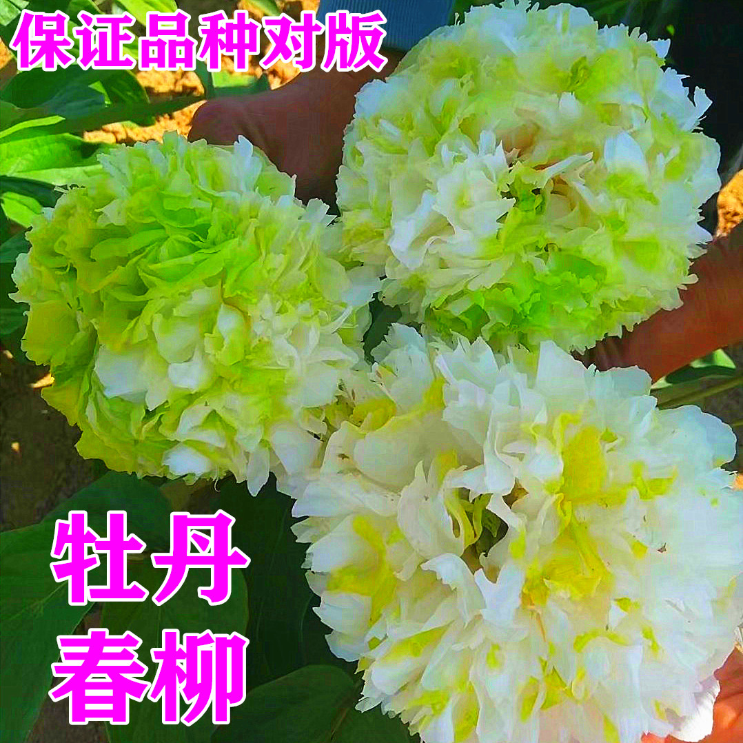 菏泽市诚信牡丹芍药园牡丹花苗【春柳】秋天发货。-封面