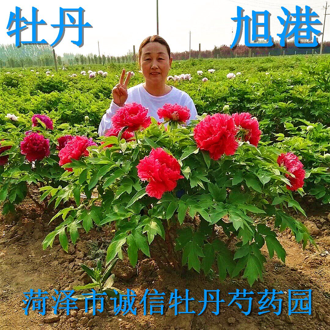 菏泽市诚信牡丹芍药园牡丹花苗【旭港中国红】秋天发货