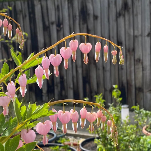 菏泽市精品观赏芍药花苗杨妃出浴