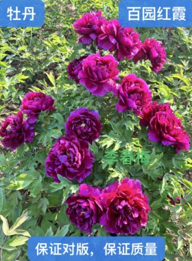 菏泽市牡丹大王花苗【百园红霞】秋天发货。