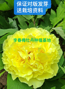 菏泽市诚信牡丹芍药园牡丹大王花苗【金晃】秋天发货。