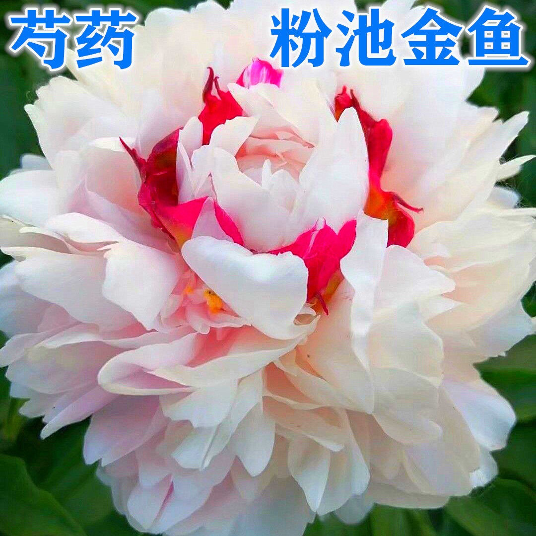 菏泽市绿化苗木芍药花苗【粉池金鱼】.秋天发货