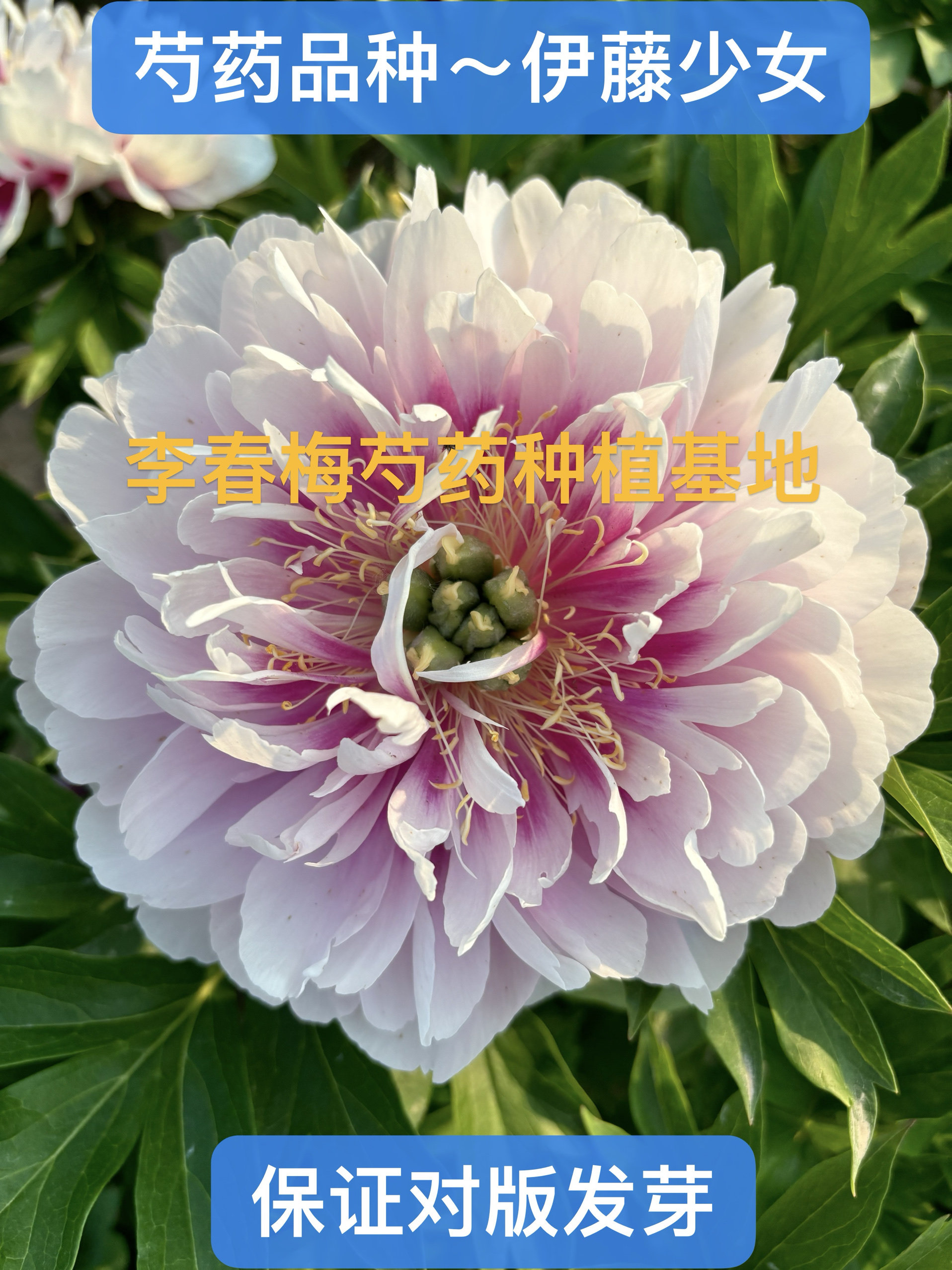 伊藤芍药品种---伊藤少女，秋天发货