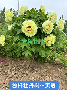 菏泽市精品牡丹花苗[独杆牡丹树]，秋天带土球发货