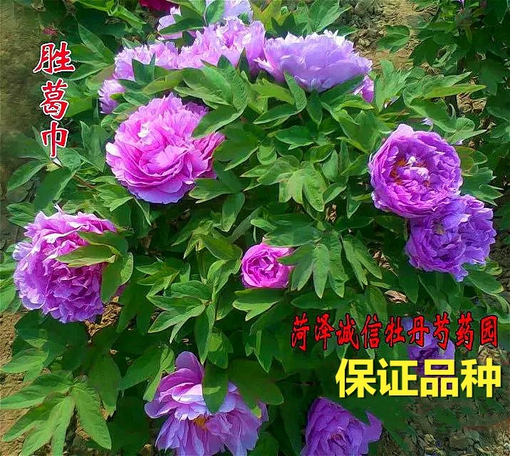 菏泽市诚信牡丹芍药园牡丹大王花苗【胜葛巾】秋天发货