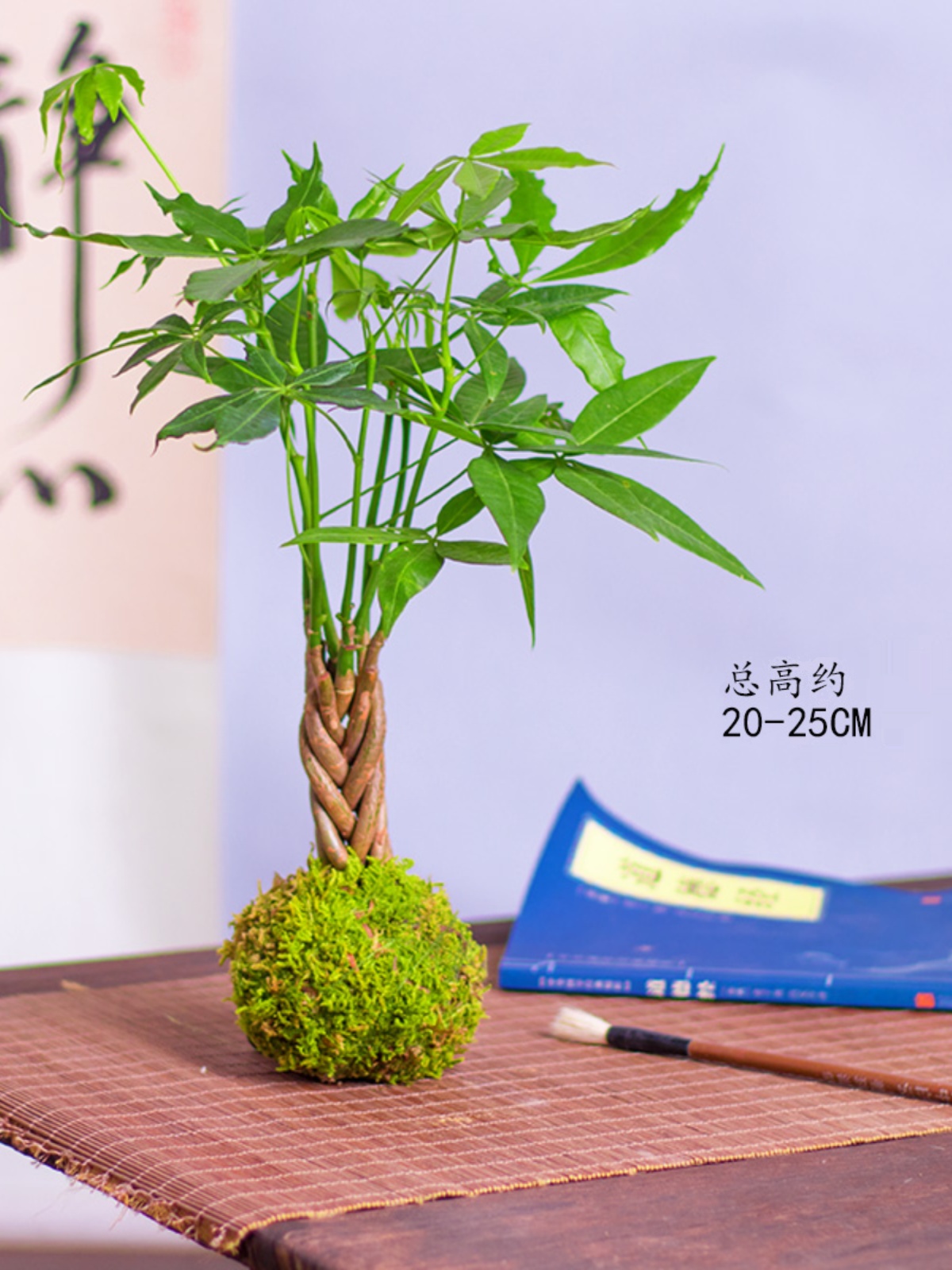 客苔藓球发财树叶盆栽植物厅ZUV室观桌面招财小绿植耐旱耐阴植内