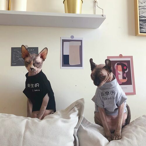 春秋暹罗阿比斯芬克斯衣服无毛猫衣服文艺简约情侣T恤宠物衣服潮
