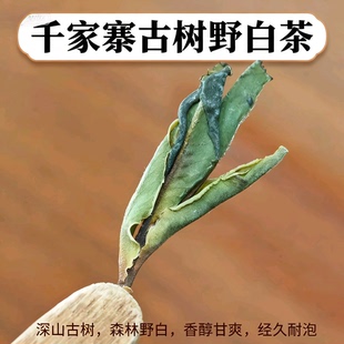 云南野生古树白茶2025年头春云南千家寨古树茶大叶种白茶散茶