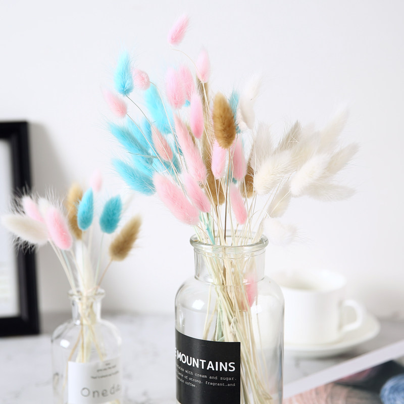 天然兔尾草干花花束ins家居摆件网红店铺装饰diy插花花材永生花