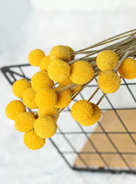 黄金球干花 ins北欧风天然真花花束 家居装饰摆设手工diy拍摄道具