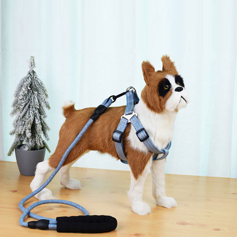 泰迪雪纳瑞柯基幼犬小型犬牵引绳
