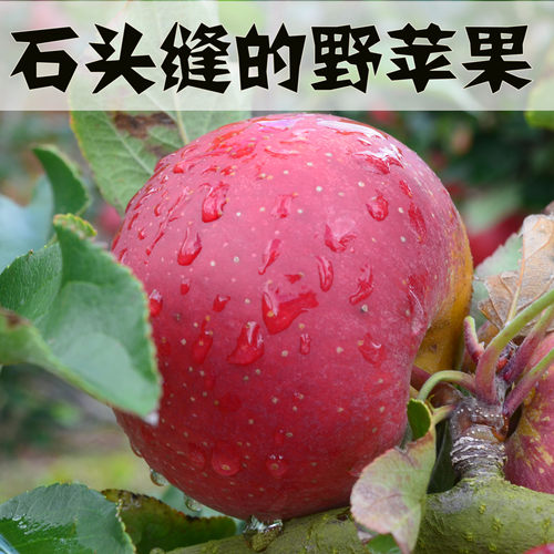 发货云南西北小丑山里红5斤苹果
