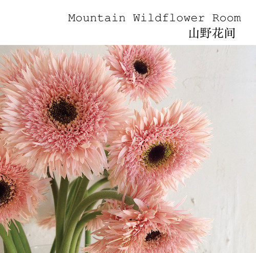 扶郎花水养礼物拉丝非洲菊鲜花