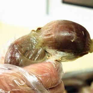 舌尖中国一城一味扬州老鹅特产忘不了盐水鹅鹅肫 鹅珍250克新鲜发