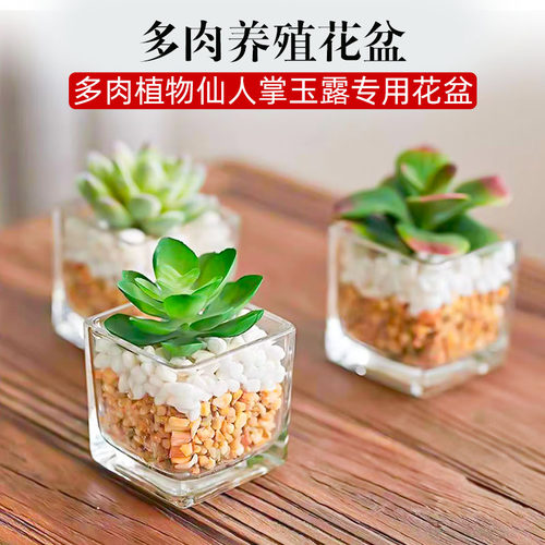 透明多肉花盘轻奢塑料亚克力