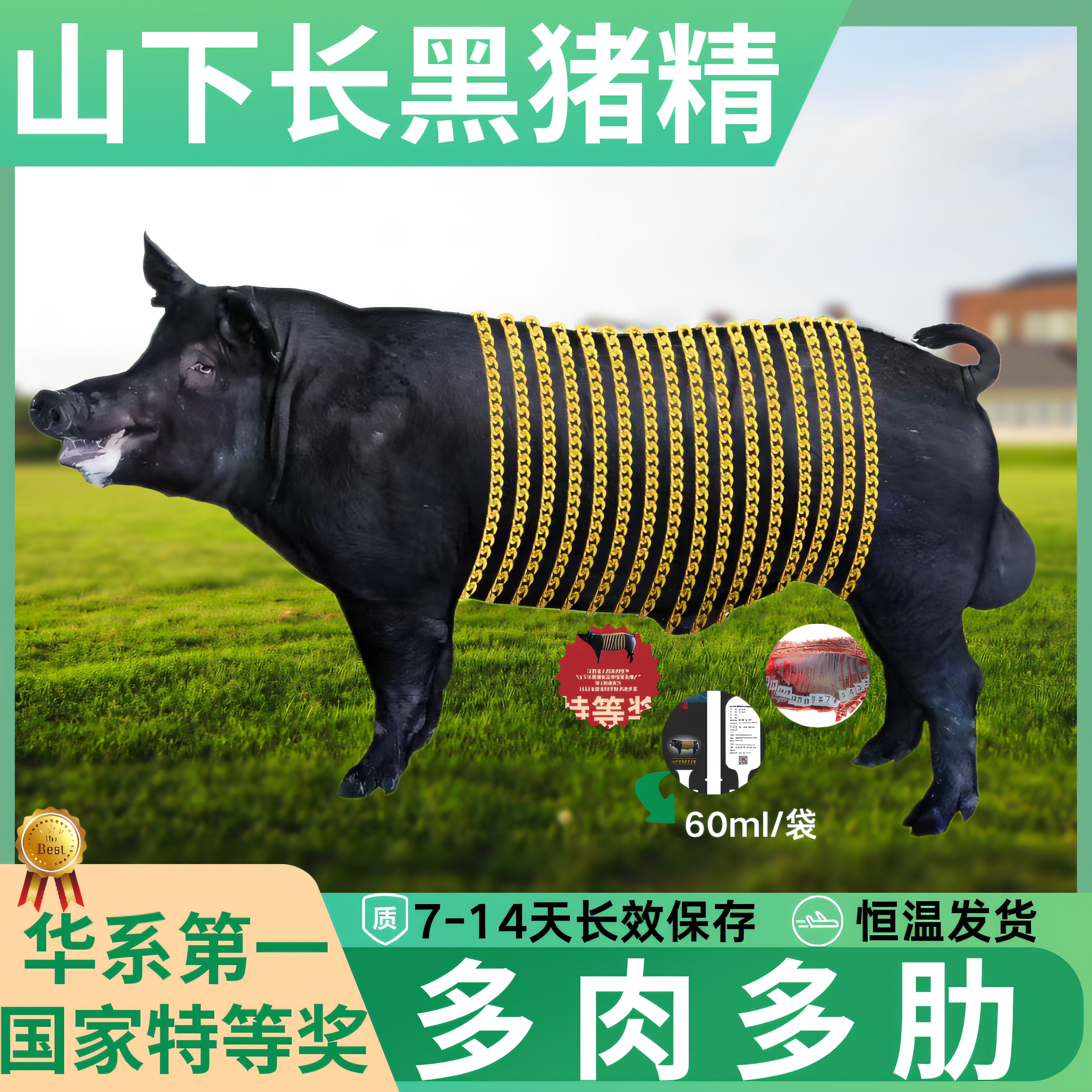 兽用猪用黑猪猪精杜洛克纯种育种级黑长大巴克夏扩繁精液源头直发