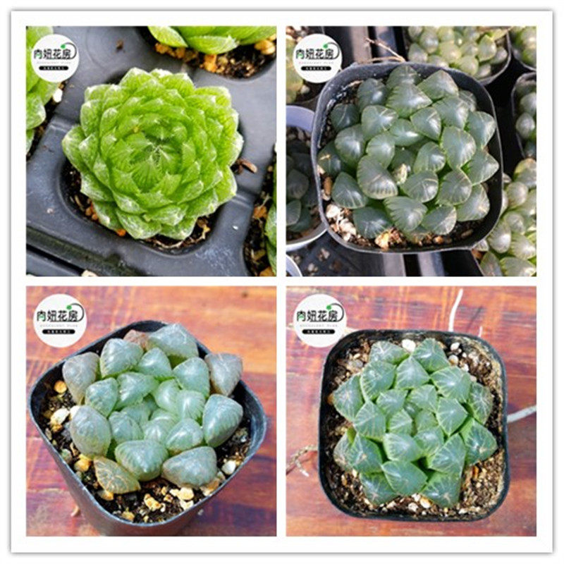 肉肉植物玉露寿多少钱 肉肉植物玉露寿优惠券免费领取 有条鱼