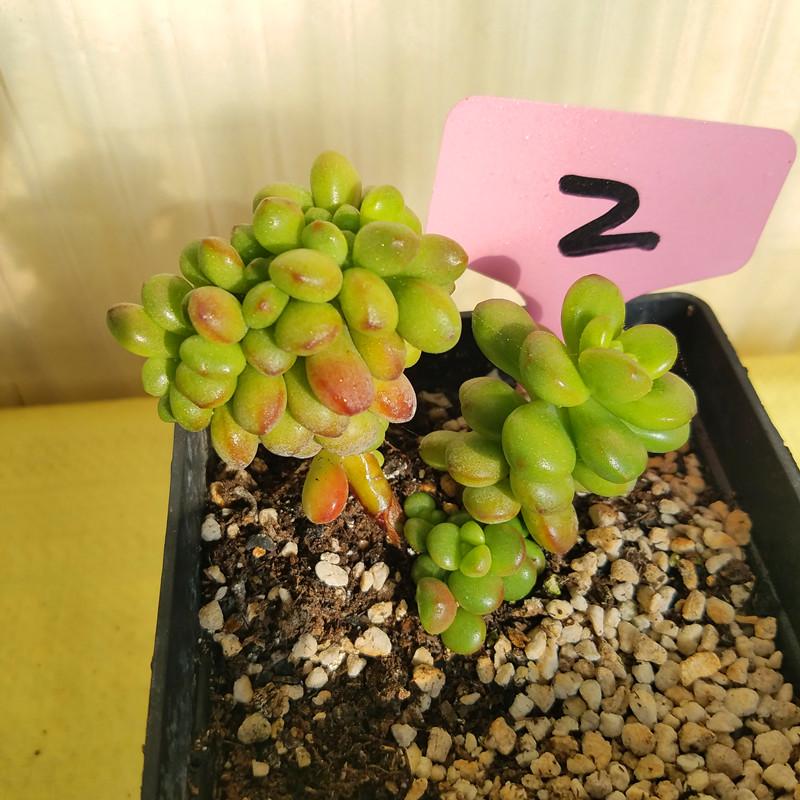 丸叶松绿老桩多肉植物进口花卉盆栽绿植防辐射大棚直销一物一图