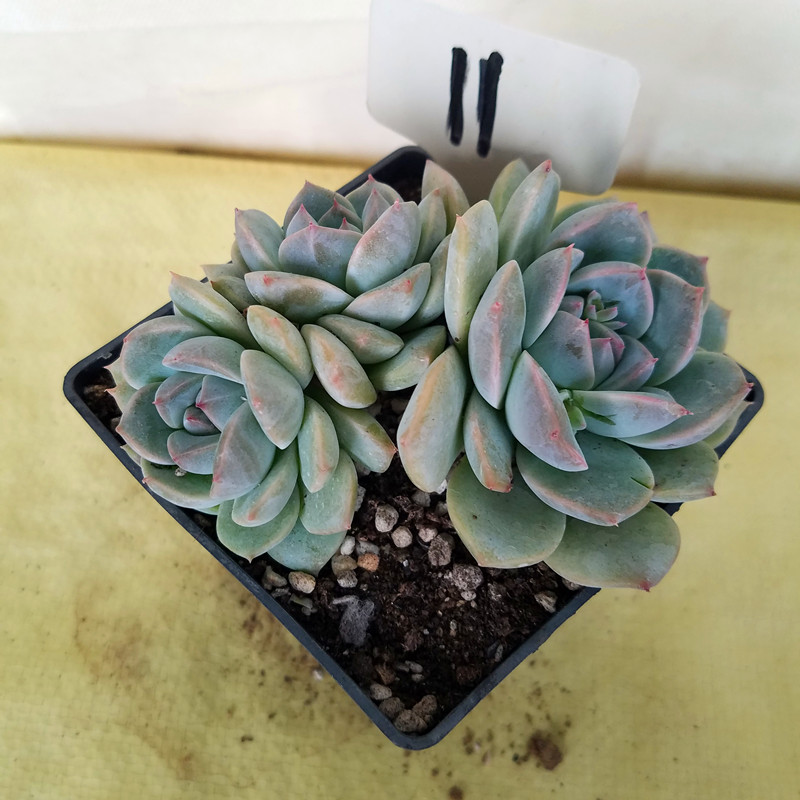 月神多肉大群植物进口花卉盆栽绿植防辐射大棚直销一物一图