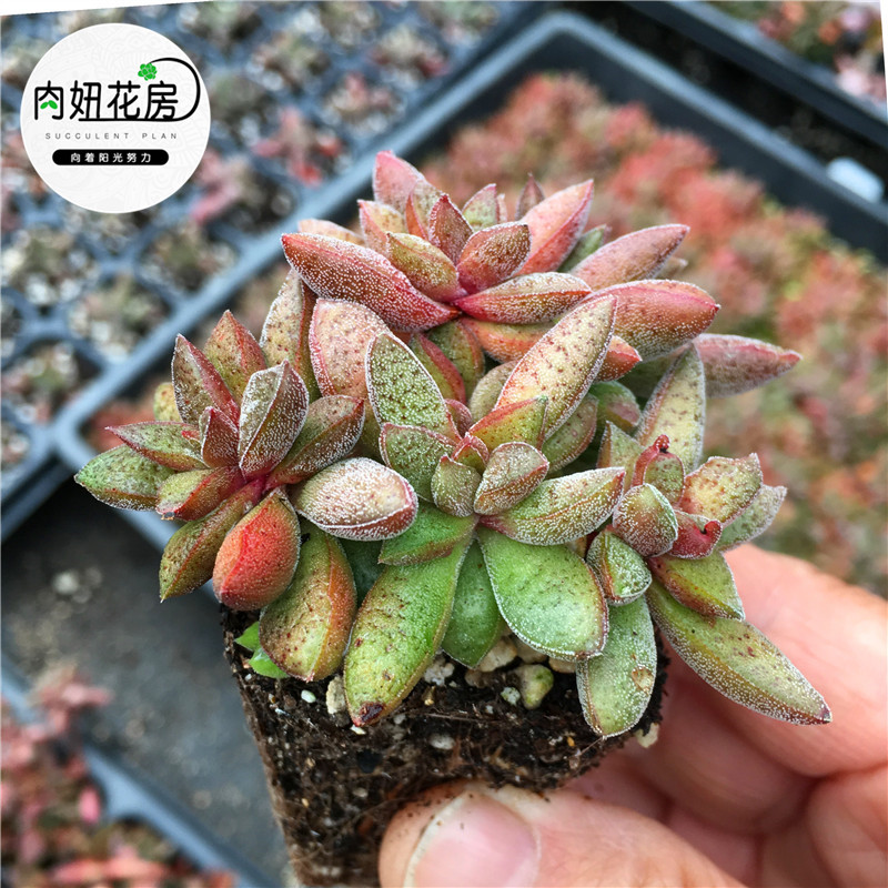 青锁龙价格 青锁龙图片 星期三 青锁龙价格 青锁龙图片 星期三