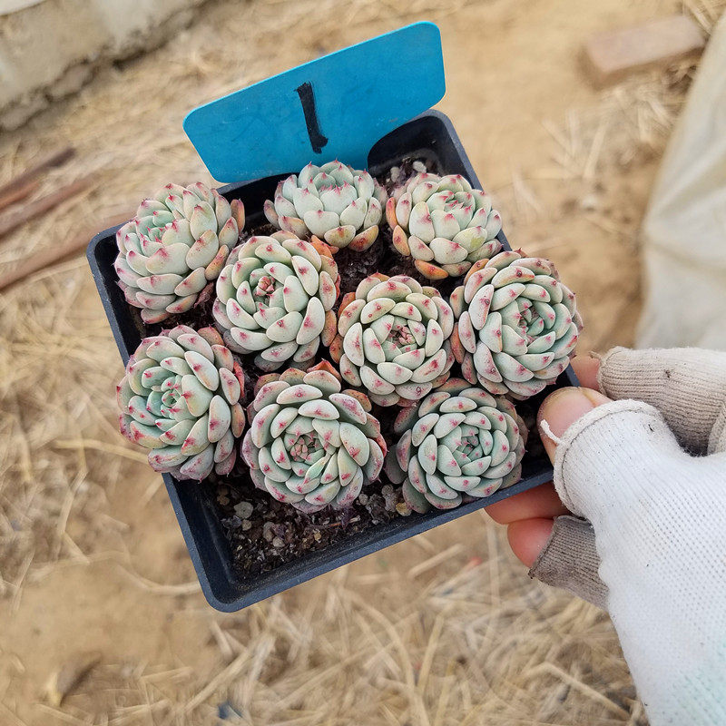 白姬莲大群老桩多肉植物进口花卉盆栽绿植防辐射大棚一物一图