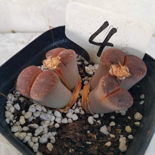 生石花多头群生桌面盆栽PP花屁股水培花卉吸辐射超大石头花屁股花