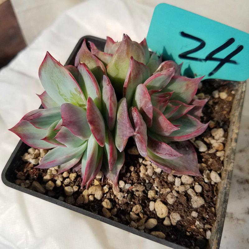 惊鸿仙子群生多肉植物进口花卉盆栽绿植防辐射大棚直销一物一图