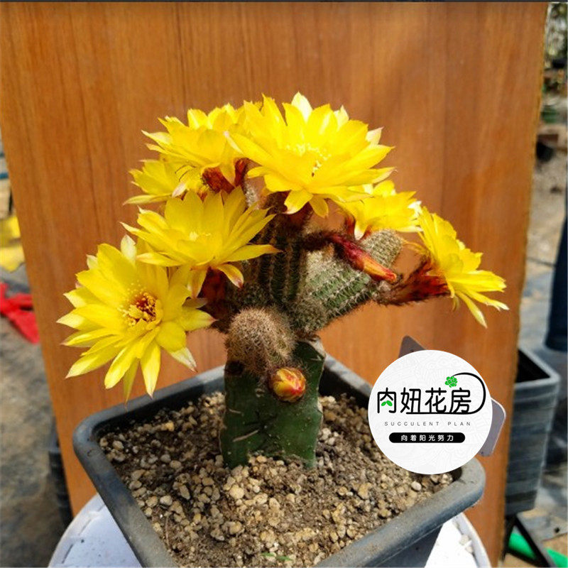 白檀柱 金牛掌 葫芦拳 小仙人鞭 白檀仙人掌多肉植物百科图片 培育种植 饲养繁殖 Sbike