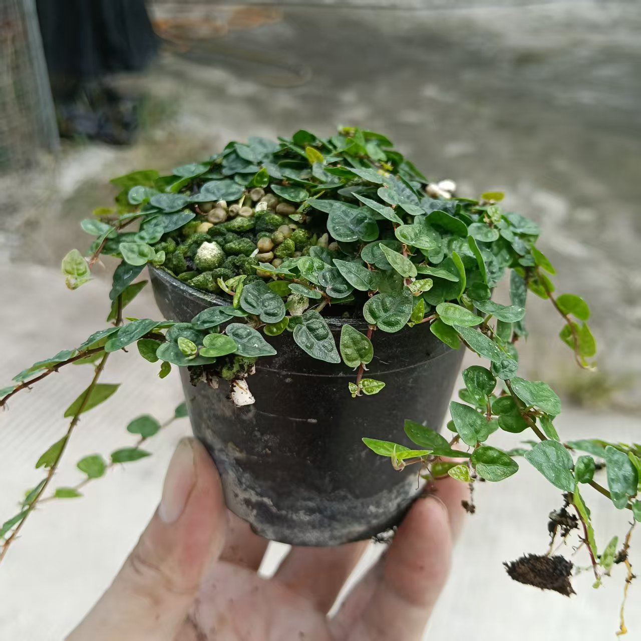 小叶霹雳心叶基地直供叶片小巧密集状态好室内绿植鱼缸造景