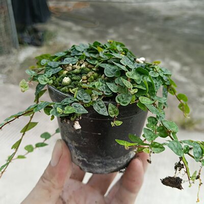 小叶霹雳心叶基地直供叶片小巧密集状态好室内绿植鱼缸造景