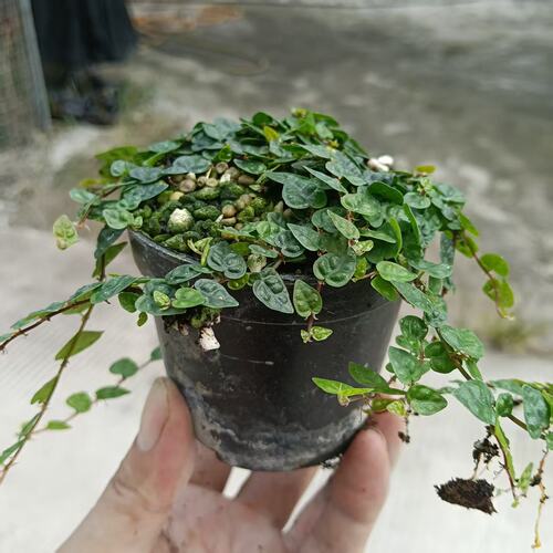 小叶霹雳心叶基地直供叶片小巧密集状态好室内绿植鱼缸造景