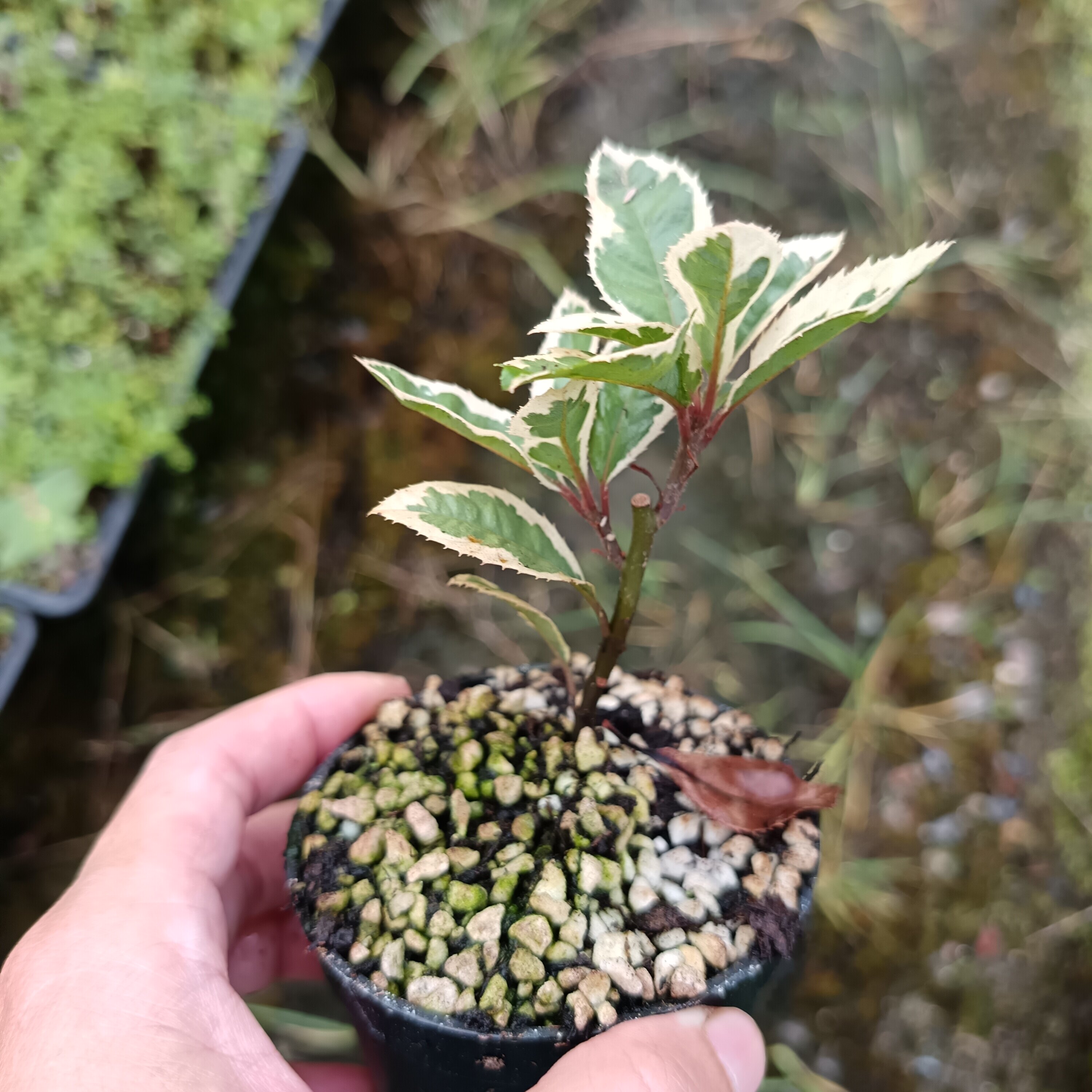 日本花叶紫金牛绿植盆栽观赏阳台