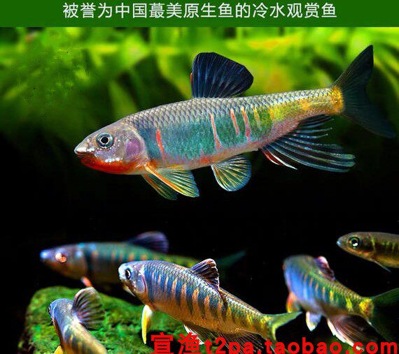 长鳍鱲冷水观赏鱼原生桃花鱼溪流宽鳍马口鱲鱼耐寒淡水族精灵溪哥