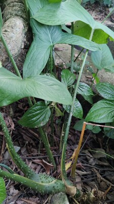 野生水刺芋勒芋天河芋勒藕新鲜勒慈茹 500克勒蒙旱慈姑山茨茹巧南