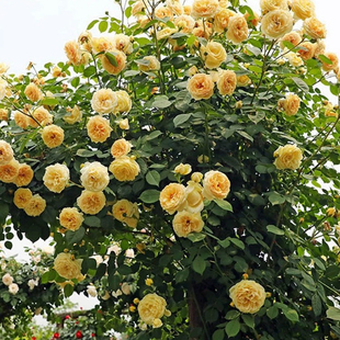 【满3棵包邮】欢笑格鲁吉亚小苗月季苗花苗藤本爬藤阳台庭院地栽