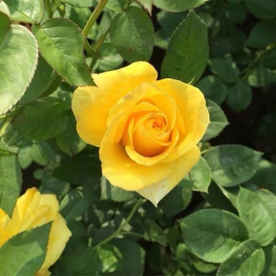 【3棵包邮】金凤凰月季花小苗盆栽大花浓香四季开花卉阳台庭院植