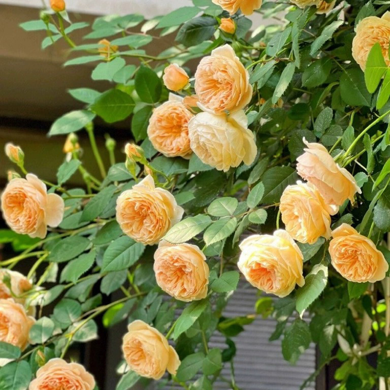 【3棵包邮】玛格丽特王妃小苗藤本月季花苗花柱花架庭院爬藤花卉图片