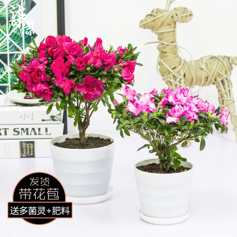绿植盆栽比利时杜鹃花
