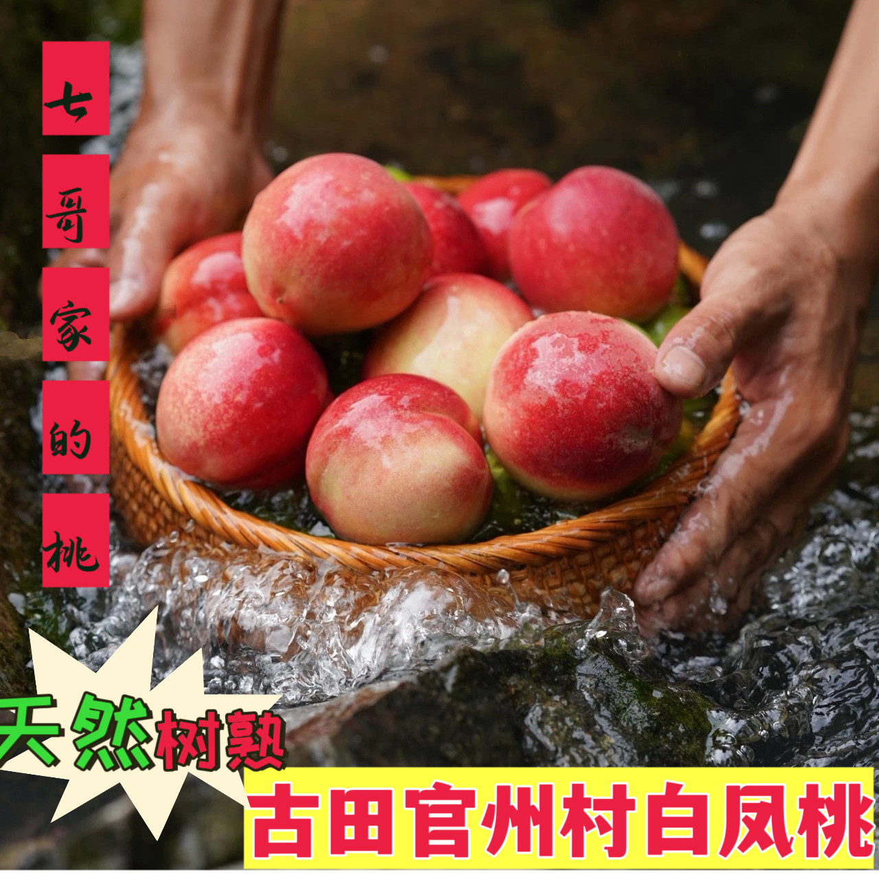 正宗福建古田水蜜桃白凤桃官州桃子脆甜多汁甜桃自家果园现摘现发