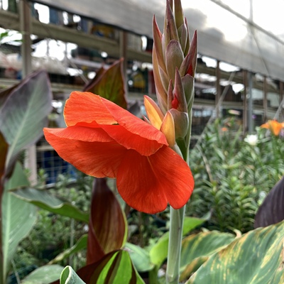 美人蕉大红花【一份3斤】9.5包邮