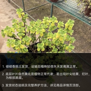 浓郁味碰碰香整株老桩驱蚊虫庭院阳台易上手好养护盆栽