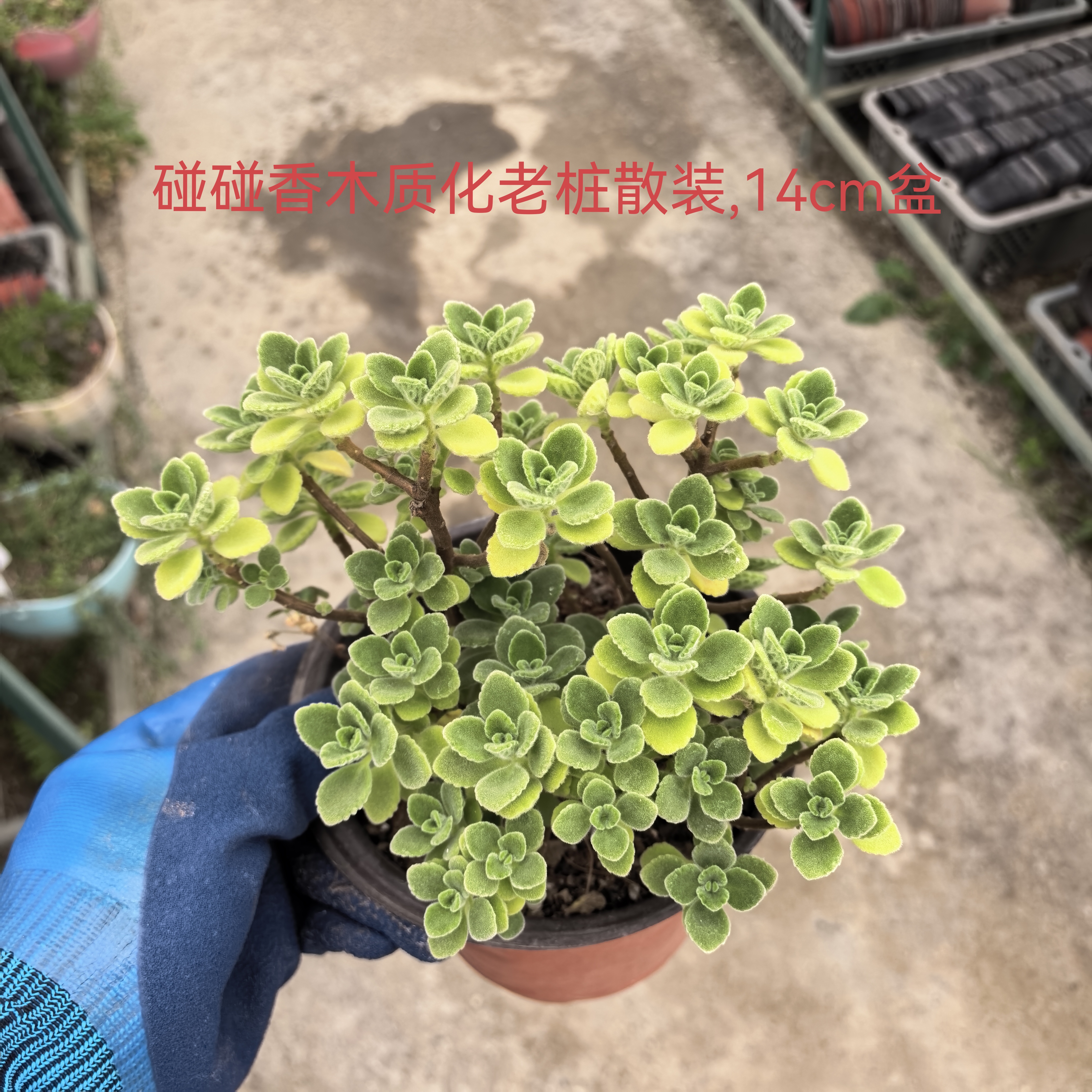 碰碰香木质化多肉植物净化空气