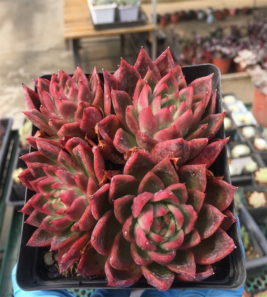 红东云桃花源多肉植物防辐射,鲜花速递/花卉仿真/绿植园艺,多肉植物,淘宝优惠券,粉丝福利购,淘宝优惠卷