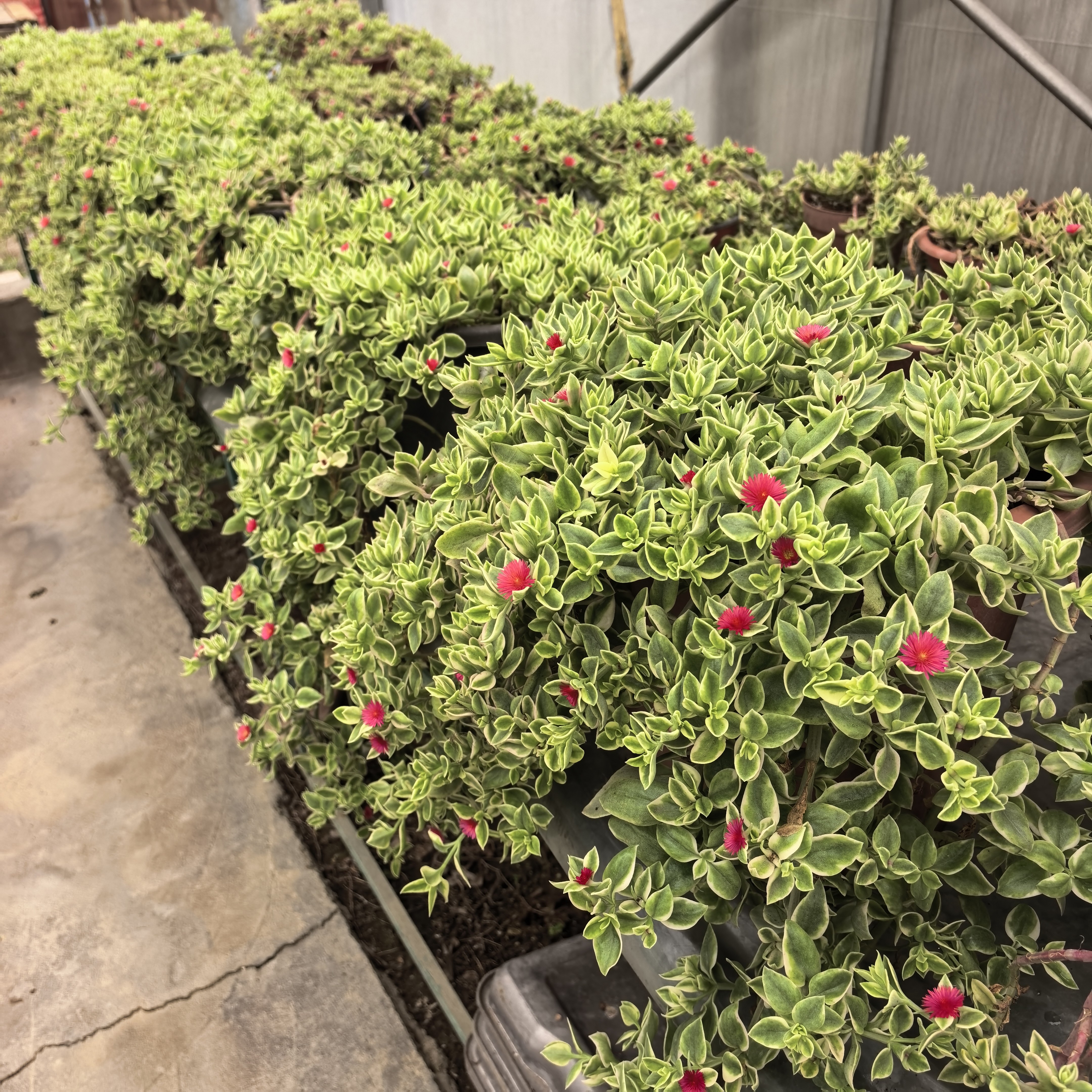 牡丹吊兰锦花蔓草锦夏季盛开垂吊园艺植物